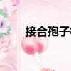 接合孢子梗（關(guān)于接合孢子梗簡介）