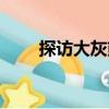 探訪大灰熊（關于探訪大灰熊簡介）
