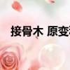接骨木 原變種（關(guān)于接骨木 原變種簡介）