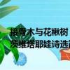 接骨木與花楸樹：茨維塔耶娃詩選（關(guān)于接骨木與花楸樹：茨維塔耶娃詩選簡介）