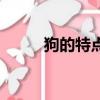 狗的特點(diǎn)有哪些（狗有哪些特點(diǎn)）