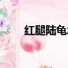 紅腿陸龜怎么養(yǎng)（紅腿陸龜如何養(yǎng)）