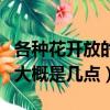 各種花開放的時間是幾點（各種花開放的時間大概是幾點）