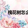 槐花樹怎么種（槐花樹種植方法介紹）