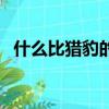 什么比獵豹的速度更快（給大家科普一下）