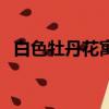 白色牡丹花寓意（白色牡丹花象征著啥呢）