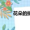 花朵的拼音（花朵的拼音怎么寫）