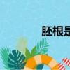 胚根是什么意思（胚根解釋）