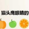 貓頭鷹眼睛的特點（貓頭鷹眼睛的特點介紹）