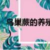 鳥巢蕨的養(yǎng)殖方法（鳥巢蕨的養(yǎng)殖方法是什么）