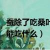 蠶除了吃桑葉還吃什么葉子（蠶除了吃桑葉還能吃什么）
