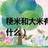 粳米和大米有什么區(qū)別（粳米和大米的區(qū)別是什么）