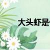 大頭蝦是什么蝦（大頭蝦簡單介紹）