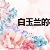 白玉蘭的花語(yǔ)是什么（白玉蘭介紹）