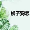 獅子狗怎么連招（獅子狗如何連招）