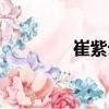 崔紫云（關(guān)于崔紫云簡(jiǎn)介）