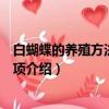 白蝴蝶的養(yǎng)殖方法和注意事項(xiàng)（白蝴蝶的養(yǎng)殖方法和注意事項(xiàng)介紹）