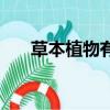 草本植物有哪些植物（草本植物介紹）