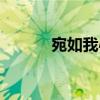 宛如我心（關(guān)于宛如我心介紹）