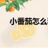 小番茄怎么種植方法（怎么種植小番茄）