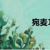 宛麥18（關(guān)于宛麥18介紹）