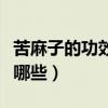 苦麻子的功效與作用（苦麻子的功效與作用有哪些）