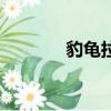 豹龜拉稀怎么辦（怎么治療）