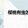 櫻桃有蟲怎么辦（櫻桃有蟲怎么解決）