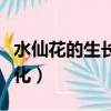 水仙花的生長(zhǎng)變化情況（水仙花生長(zhǎng)過程的變化）