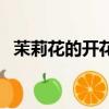 茉莉花的開花時(shí)間（茉莉花什么時(shí)候開花）