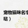 寵物貓咪名字大全可愛（寵物貓名字大全萌萌噠）