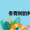 冬青樹的種植方法（冬青樹如何種植）
