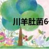 川羊肚菌6號(hào)（關(guān)于川羊肚菌6號(hào)簡(jiǎn)介）