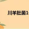 川羊肚菌1號(hào)（關(guān)于川羊肚菌1號(hào)簡(jiǎn)介）