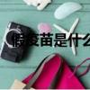 假疫苗是什么時間生產(chǎn)的（假疫苗是什么）