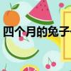 四個月的兔子一天喂幾次（兔子一天喂幾次）