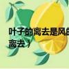 葉子的離去是風(fēng)的追求還是樹的不挽留是什么意思（葉子的離去）