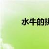 水牛的拼音是什么（水牛的拼音）