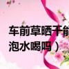 車前草曬干能泡水喝嗎金銭草（車前草曬干能泡水喝嗎）