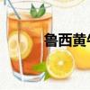 魯西黃牛圖片 純種（魯西黃牛）