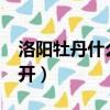 洛陽牡丹什么時(shí)候開花?（洛陽牡丹什么時(shí)候開）
