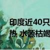印度近40只猴子跳井找水被淹死：因天氣炎熱 水源枯竭