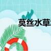 莫絲水草怎么種（莫絲水草怎么養(yǎng)）