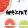 扁桃體作用與功效是什么（扁桃體作用）