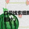 白帶線索細(xì)胞圖片無染色（白帶與精斑泡水的圖片）