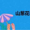 山蔥花什么時(shí)候采摘（山蔥花）