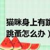 貓咪身上有跳蚤怎么辦簡單方法（貓咪身上有跳蚤怎么辦）