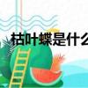 枯葉蝶是什么意思呢（枯葉蝶是什么意思）