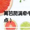 籬笆爬滿牽?；ㄖ袪颗；ǖ奶攸c(diǎn)（牽牛花的特點(diǎn)）