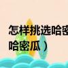 怎樣挑選哈密瓜好吃哈密瓜的肚臍（怎樣挑選哈密瓜）